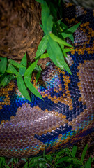 A big and ferocious python catches snakes by hand, beautiful striped boa in a fertile forest.