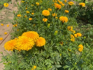 Beautiful yellow marigolds in public gardens.