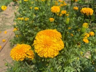 Beautiful yellow marigolds in public gardens.