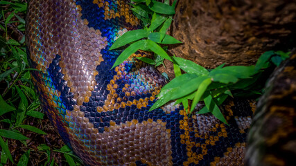 A big and ferocious python catches snakes by hand, beautiful striped boa in a fertile forest.