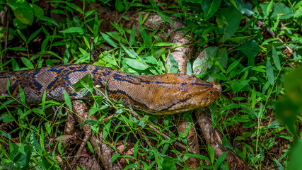 A big and ferocious python catches snakes by hand, beautiful striped boa in a fertile forest.