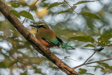 Turquoise-browed motmot - Eumomota superciliosa also Torogoz, colourful tropical bird Momotidae with long tail, Central America from south-east Mexico to Costa Rica