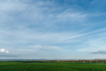 Green field and sky with clouds, grass in spring, agricultural cereal crop