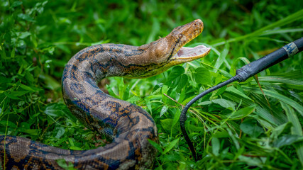 A big and ferocious python catches snakes by hand, beautiful striped boa in a fertile forest.