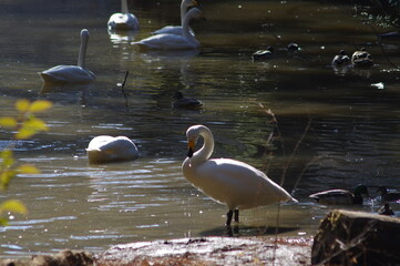 厳しい寒さを避けて越冬で飛来地へと渡ってきた、美しい白い羽毛のオオハクチョウ