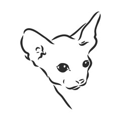 sketch of a sphinx cat, isolated, on a white background. sphinx cat, vector sketch on a white background