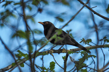 The common blackbird (Turdus merula) is a species of true thrush.