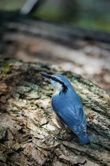 The Eurasian nuthatch or wood nuthatch (Sitta europaea) is a small passerine bird found throughout the Palearctic and in Europe, where its name is the nuthatch.