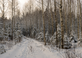 landscape with a birch grove and a small snow-covered Christmas tree, a beautiful winter day