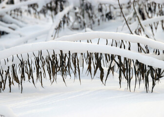 abstract snow texture, snow and frozen grass, shadows on the snow