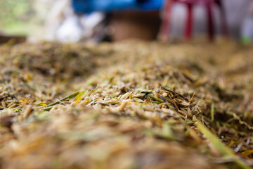 harvest of old yellow rice is ready to be dried and then mashed into rice. in remote villages in remote villages