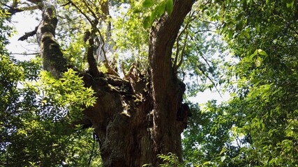 屋久島 白谷雲水峡 太鼓岩 七本杉 屋久杉 国立公園 鹿児島