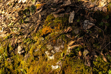 Green moss wall in Abkhazia, mountain textures, stone, water. Beautiful background. The texture of moss and stone.