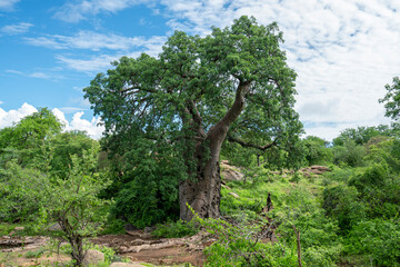 Fototapeta na wymiar Baobab Tree in bush Tanzania