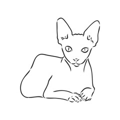 sketch of a sphinx cat, isolated, on a white background. sphinx cat, vector sketch on a white background