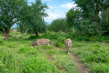 Naklejka na ściany i meble Two donkeys in Tanzania eating