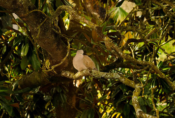 isolated turtledove on a forest tree
