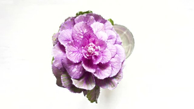 Decorative purple cabbage flower, bud on a white wooden background. Leaves glisten, creative animation.