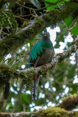 Resplendent Quetzal, Pharomachrus mocinno, Savegre in Costa Rica, with green forest in background. Magnificent sacred green and red bird. Birdwatching in jungle.