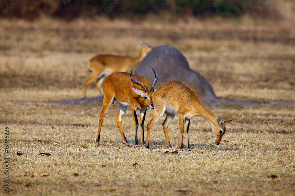 Poster The breeding season with the kob (Kobus kob) on the plains with flehmen response also called the flehmen position.Mating time for antelope kob on the plains of east africa.