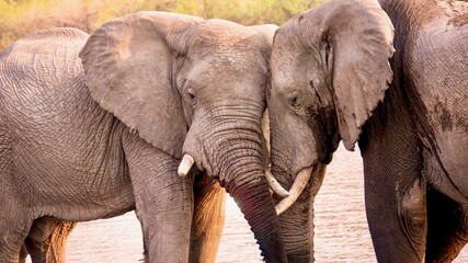Fototapeta na wymiar Two large African elephants (Loxodonta africana) displaying friendly and affectionate animal behavior, as they touch faces while standing in the Khwai River in Botswana.