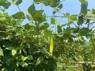 Winged beans that grow in vegetable gardens.
