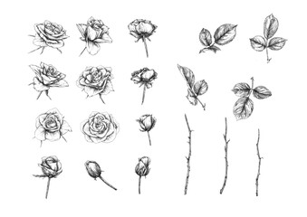 Roses flowers Clip art, set of elements for design Outline hand drawing vector illustration. Graphic drawing, engraving style. Vector illustration. Isolated on white background..