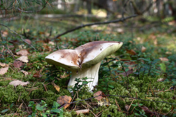 The big cep grows in the wood among a moss and cowberry. Thick white leg and unusual form hat....
