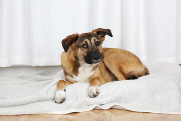 Hundemischling beim Spielen
