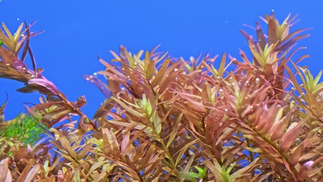 Beautiful  freshwater plant  Limnophila hippuridoides exudes bubbles oxygen. Process of photosynthesis of aquarium plants in an aquarium. Macro shot of  Beautiful aquarium plants over blue background