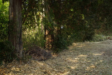 登山中の道の景色②