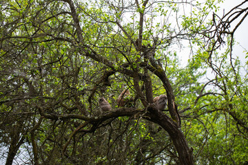 European Eagle Owl