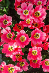 tulips in spring field