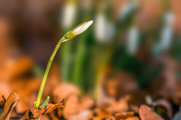 Early bloomers in the spring garden