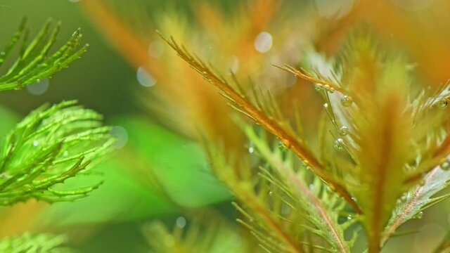Macro shot of  a Beautiful aquarium plants. Proserpinaca palustris. Beautiful green freshwater plant  exudes bubbles oxygen. Process of photosynthesis of aquarium plants in an aquarium. Aqua space.
