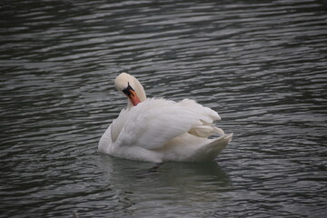 Cygne Blanc