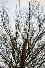 Obraz premium The dried-up tree is the front view. Summer afternoon in sunny weather.