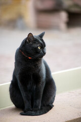 Fototapeta na wymiar Portrait of black cat standing in the street