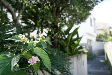 道端に咲く花木　日常のイメージ