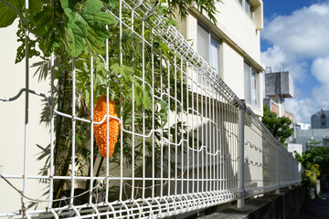 熟しすぎたゴーヤ　夏の終わりのイメージ