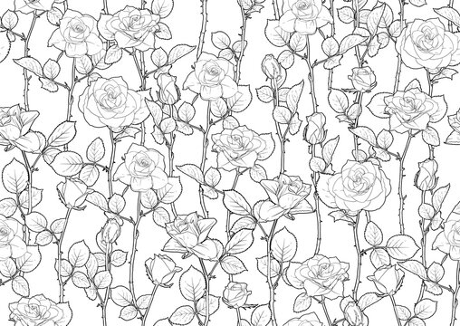 Seamless pattern with roses flowers. Outline vector illustration. In black and white, isolated on white background.