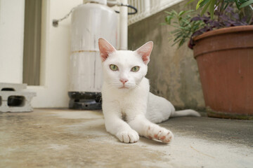 こちらの様子を伺う白猫