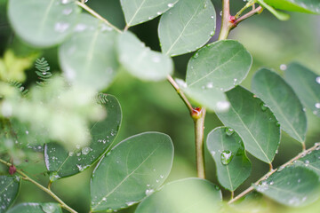 雨粒が乗った葉　雨上がり