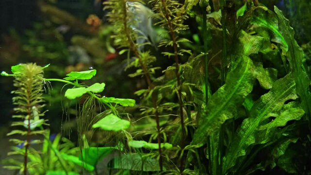 Freshwater aquarium with a large flock of fish. Beautiful freshwater aquarium with many green plants and  fish.  Beautiful aquarium landscape. Aqua space. Green plants over blue background.