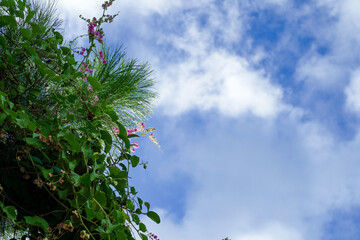 見上げた先の青空と花