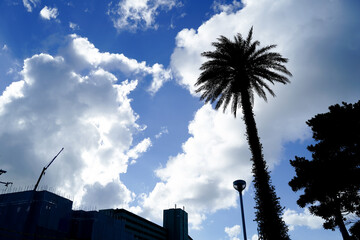 広がる青空とヤシ　夏の訪れ