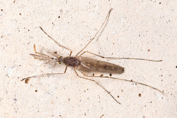 Nonbiting midge Chironomus sp. posed on a concrete wall. High quality photo