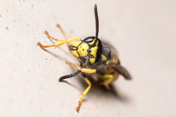 Vespula germanica wasp posed on a concrete wall. High quality photo
