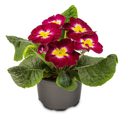 Dark red primula flower