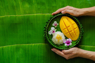 Hand holding Thai dessert - Mango sticky rice that put on banana leaf plate.